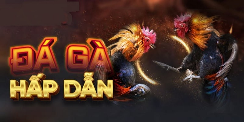 Đá gà casino AE888