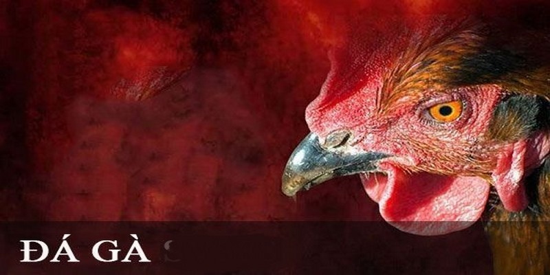 Khám phá trò chơi chọi gà đỉnh cao tại nhà cái