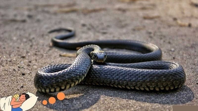 Mộng thấy loài vật này thay đổi kích thước, màu sắc